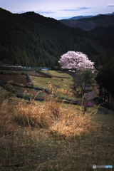 八徳の一本桜