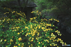 山吹の里歴史公園
