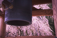 明見院の枝垂れ桜