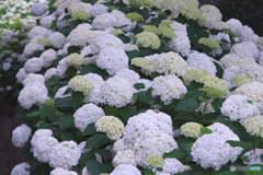 相模原麻溝公園