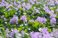下八ツ林の花畑