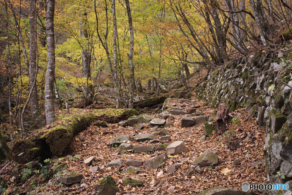三頭山登山道