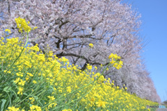 さくら堤公園