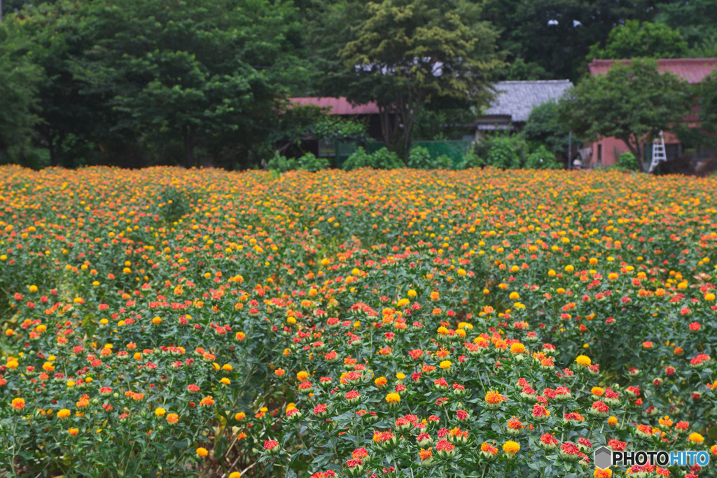 桶川べに花まつり