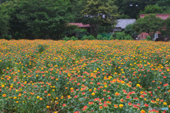 桶川べに花まつり