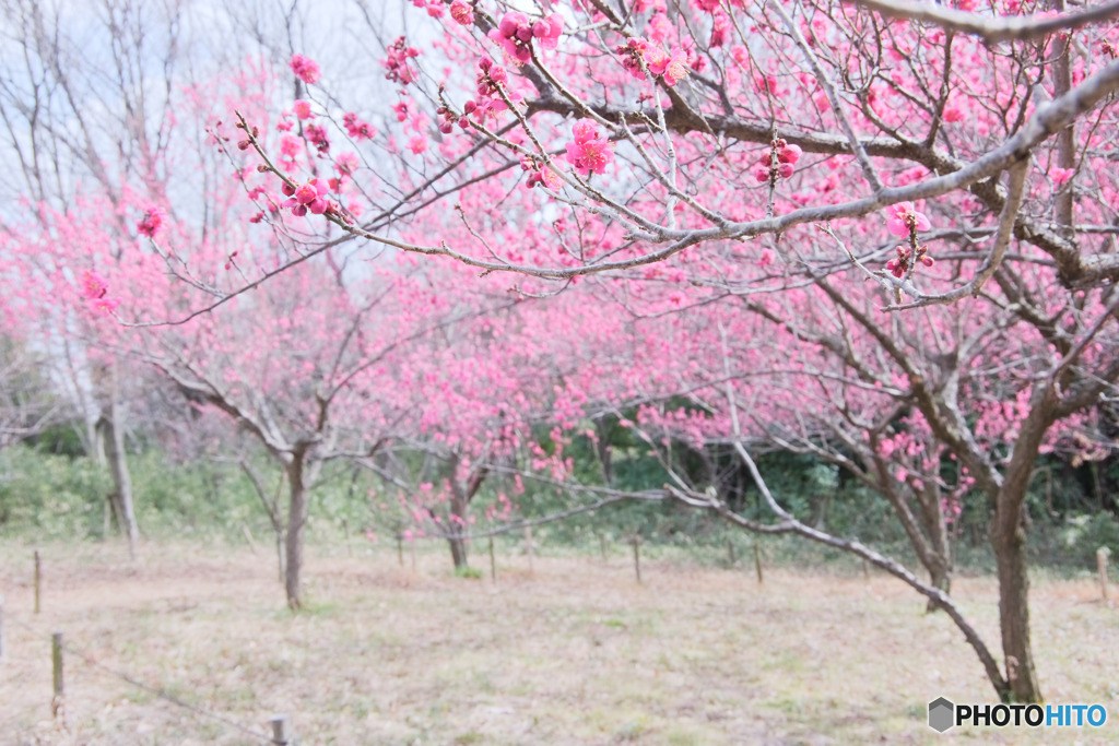 長池公園梅園