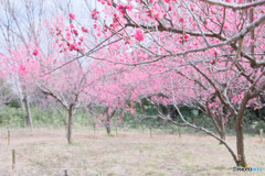 長池公園梅園