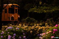 家路、夕暮れ、紫陽花の森
