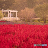 大宮花の丘農林公苑のサルビア