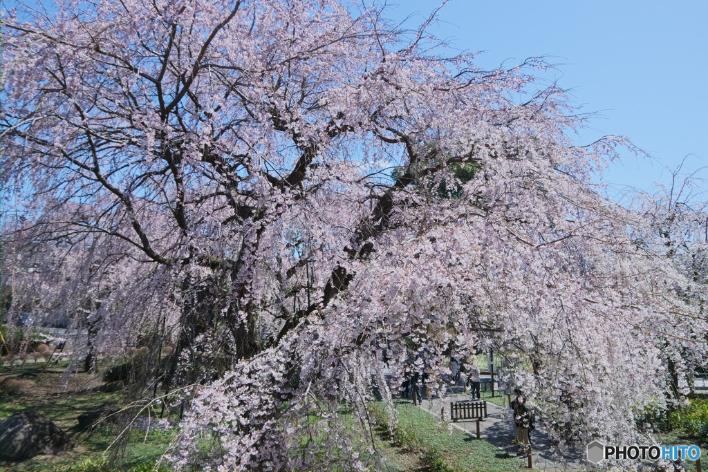 東郷寺