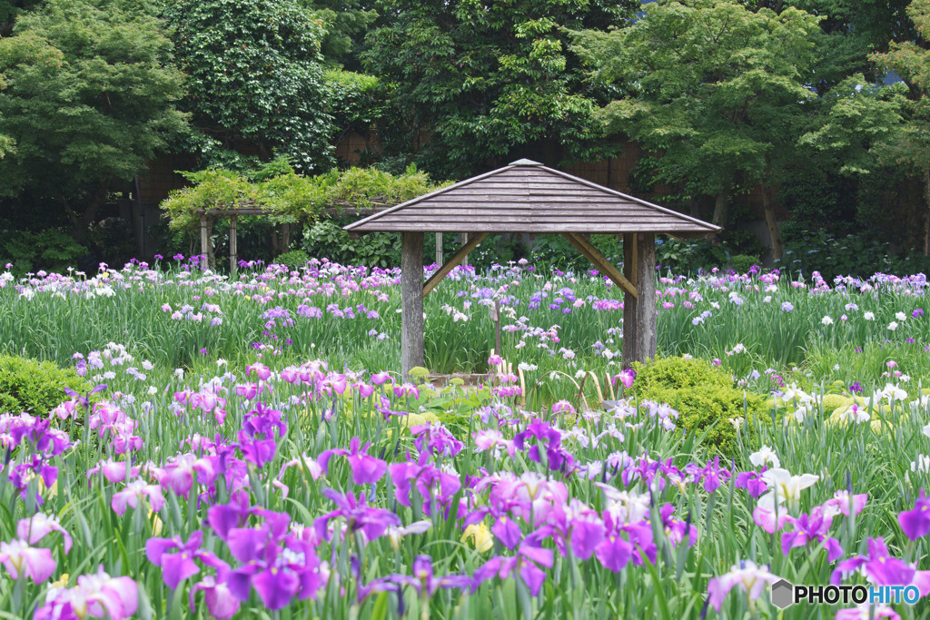 染谷花しょうぶ園