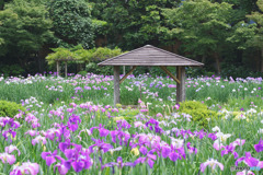 染谷花しょうぶ園