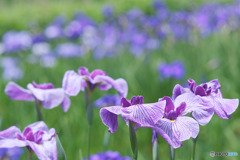 神代植物公園水生植物園