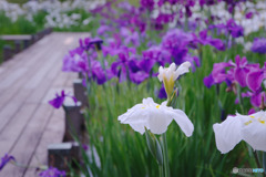 平成の森公園