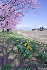 北浅羽桜堤公園