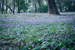 カタクリの森