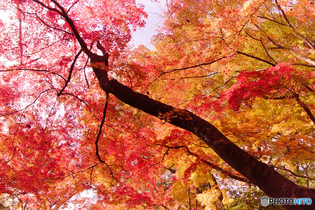 狭山公園の紅葉