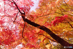 狭山公園の紅葉