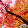 狭山公園の紅葉