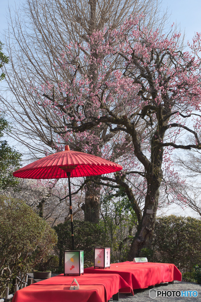 百草園