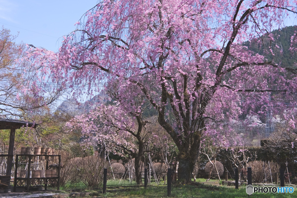 長泉院の桜