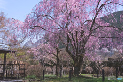 長泉院の桜