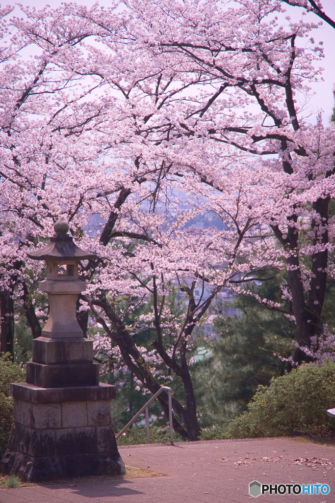 瑞穂ビューパーク 慰霊塔前の桜