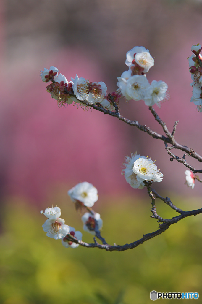 羽根木公園