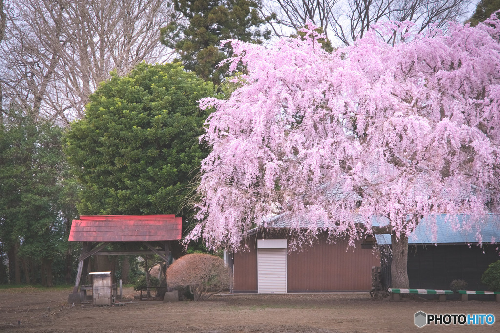 石戸宿しだれ桜