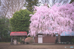石戸宿しだれ桜
