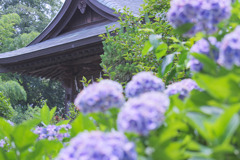 性蓮寺