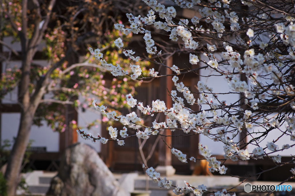 所沢、永源寺の梅