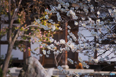 所沢、永源寺の梅
