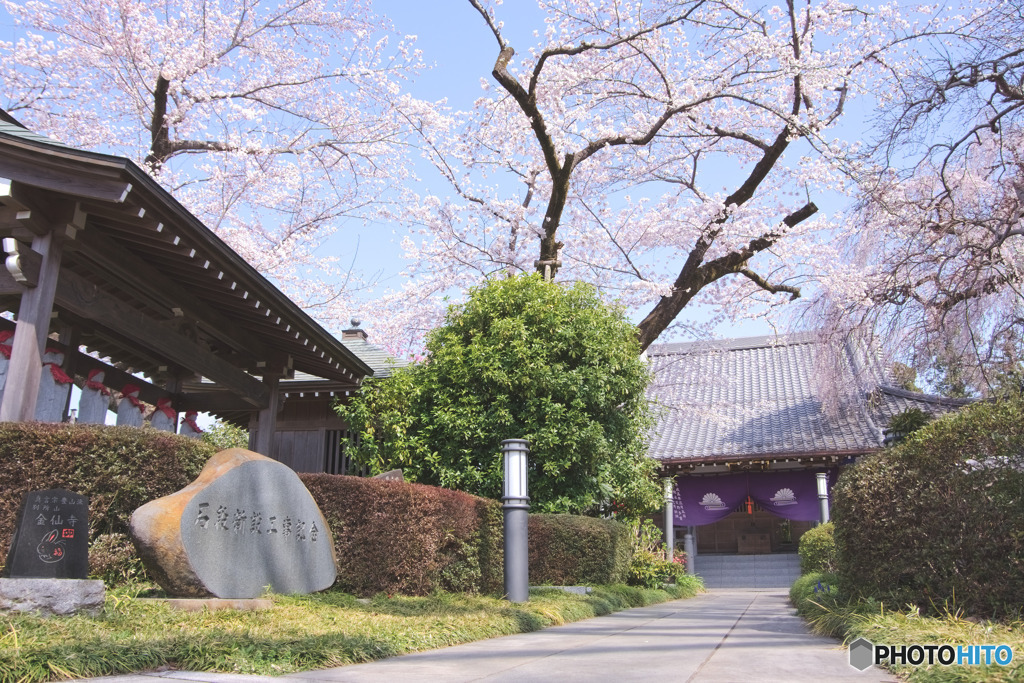 金仙寺