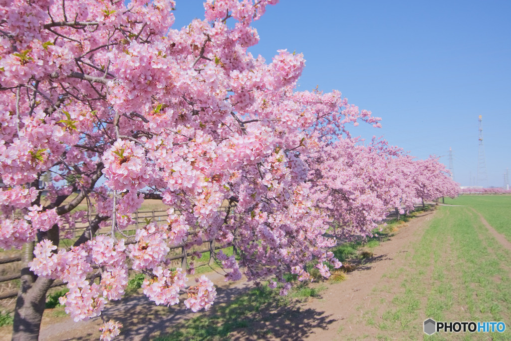 すみよし桜の里