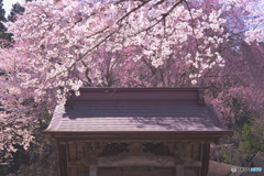 昌福寺の桜