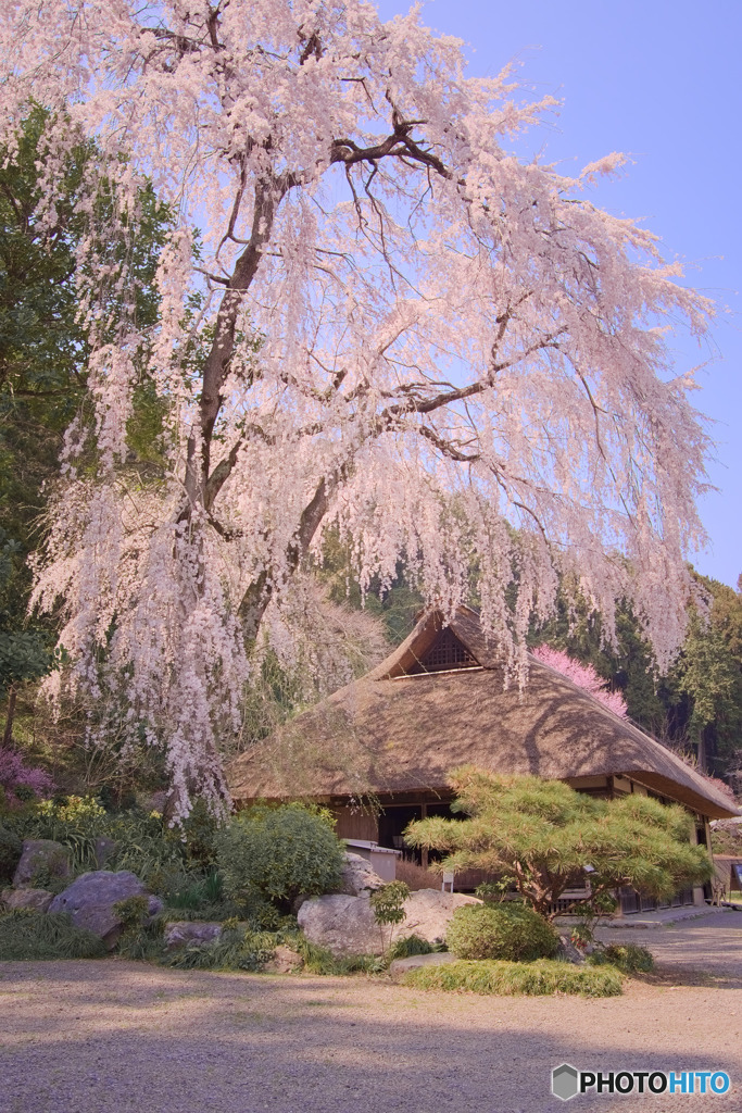 高麗家住宅の枝垂れ桜