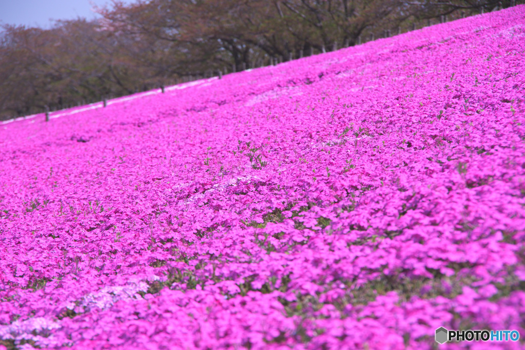 荒川桜堤緑地