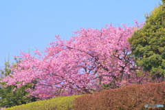 河津桜