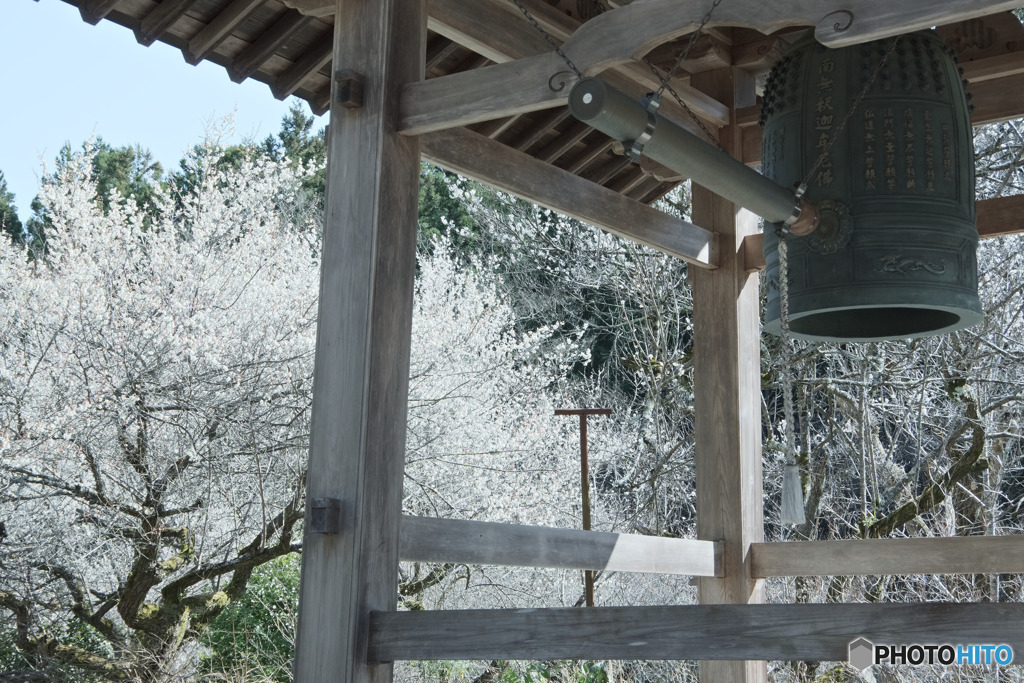 徳雲院