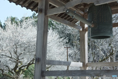 徳雲院