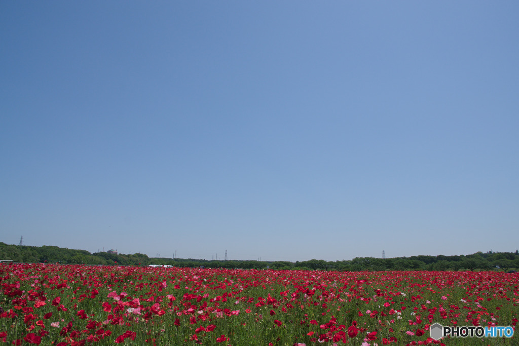 千年の苑ラベンダー園