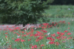 吹上しょうぶ公園