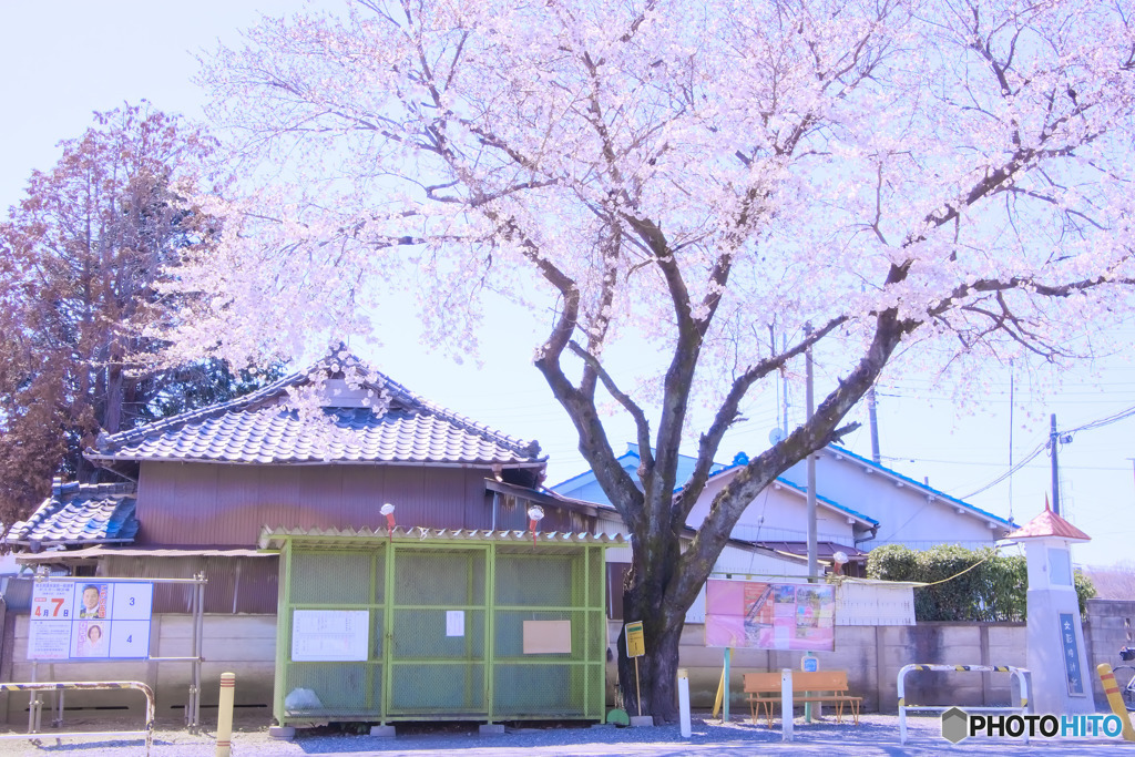 女影時計台の野良桜