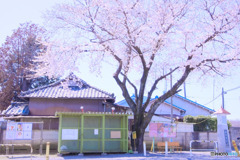 女影時計台の野良桜