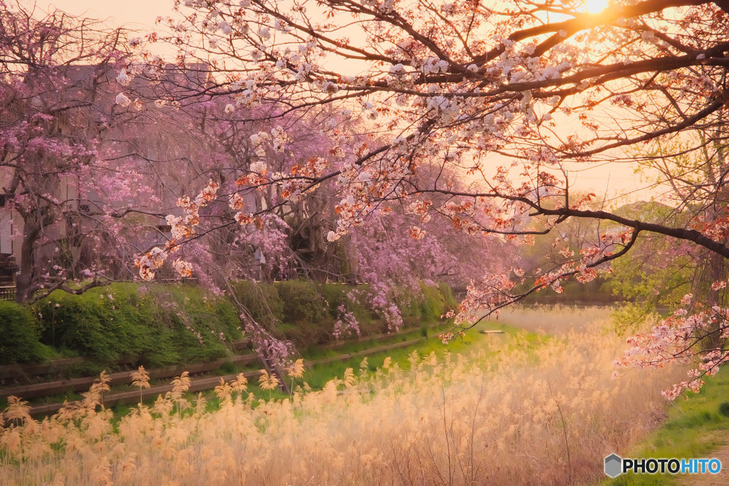 野川中前橋付近の夕景