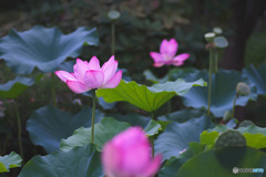 所沢航空記念公園
