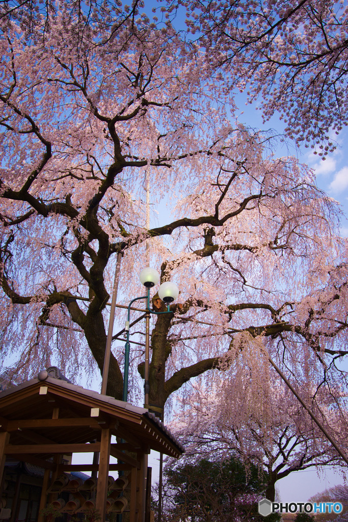 金仙寺の枝垂れ桜