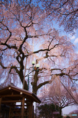 金仙寺の枝垂れ桜