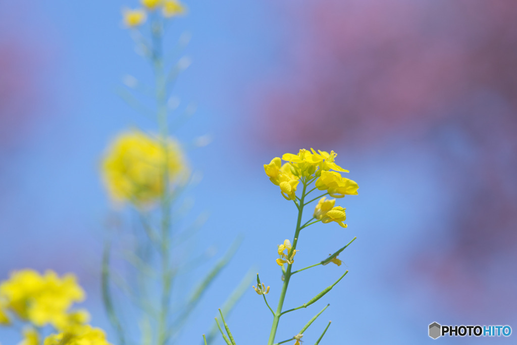 東大久保菜の花フェスタ